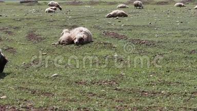 羊和一只小羊羔躺在绿色的草地上休息。 路过放牧的羊